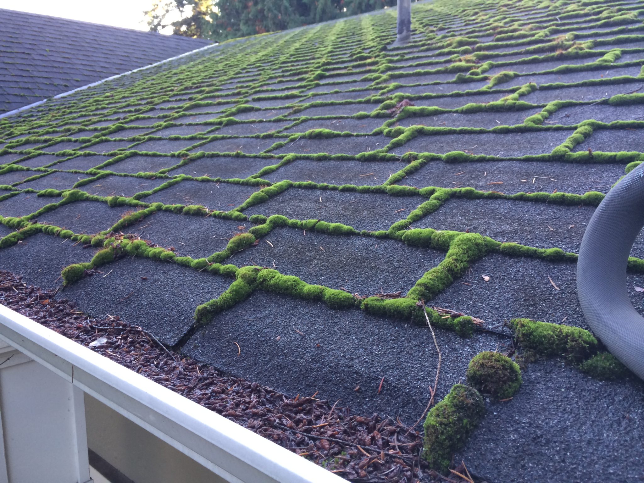 Roof Moss Removal Near Me in Bellevue WA