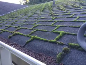 roof moss cleaners