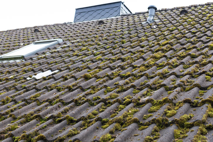 roof moss removal in lynnwood near me