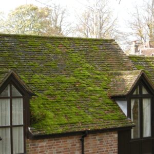 Homeowners Guide on How to Kill Moss on Your Roof